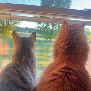 Meet your Posher, Morgan